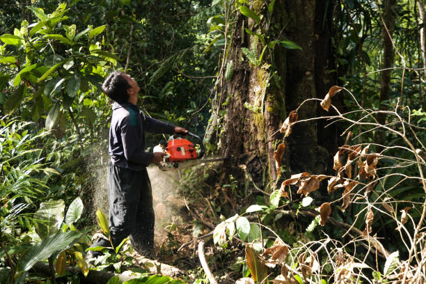 Best Tree and Shrub Care  in Weatogue, CT