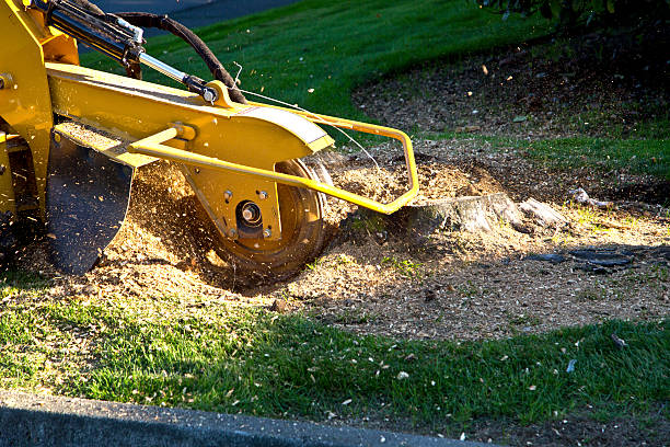 Best Lawn Grading and Leveling  in Weatogue, CT