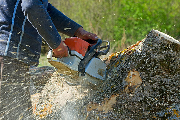 Best Tree Preservation Services  in Weatogue, CT